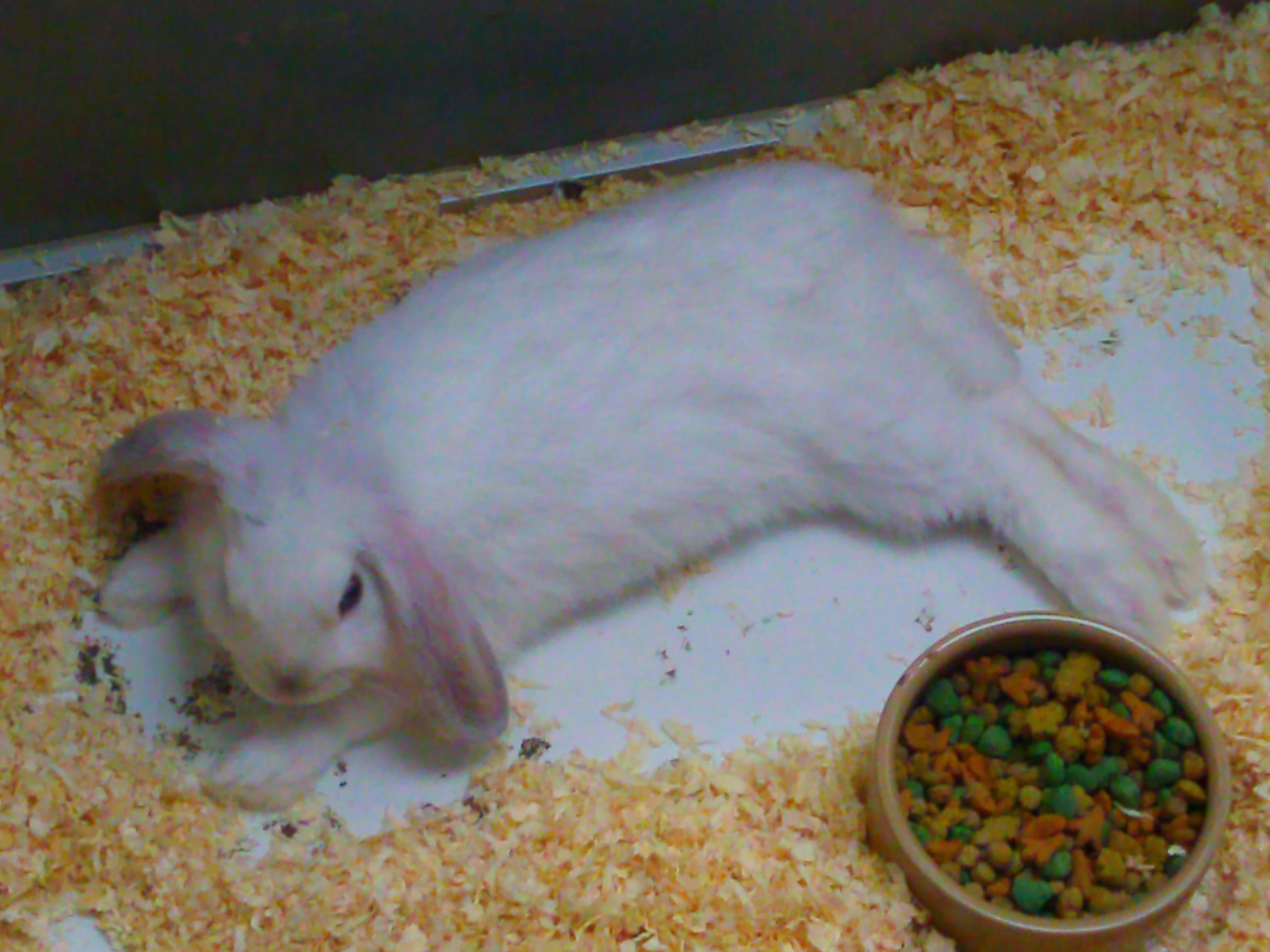 Lop Rabbit Image